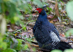 Kalij Pheasant