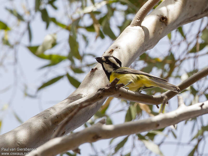 Eastern Shriketit male adult, identification