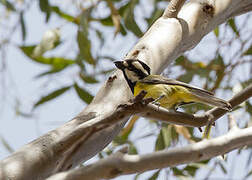 Crested Shriketit