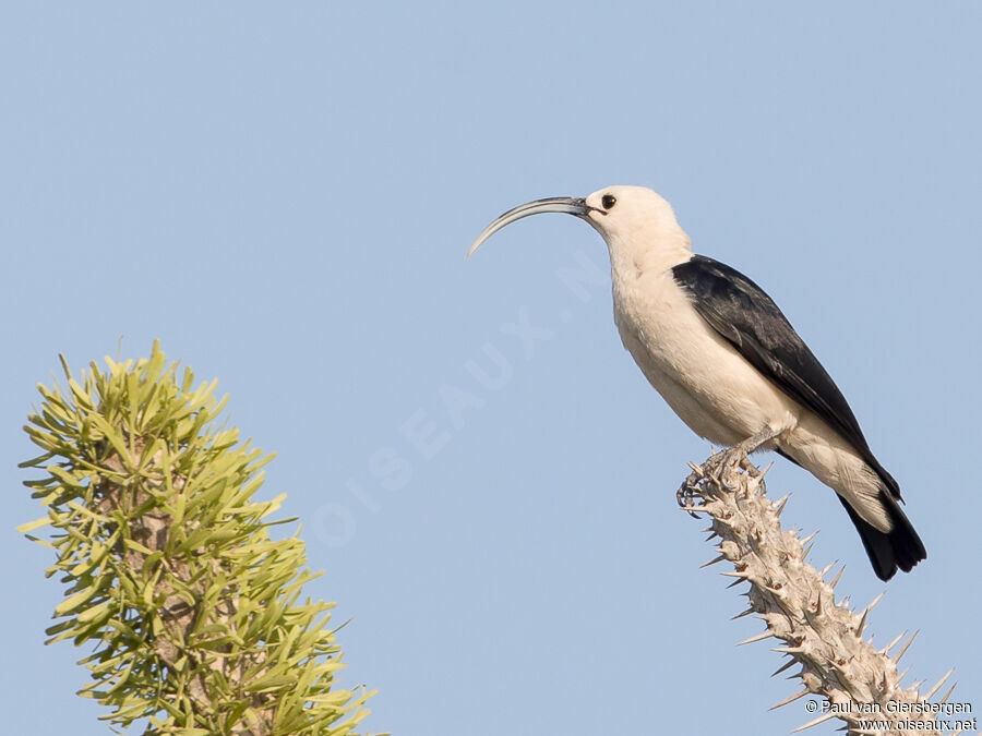 Sickle-billed Vangaadult