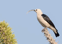 Sickle-billed Vanga