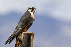 Faucon aplomado