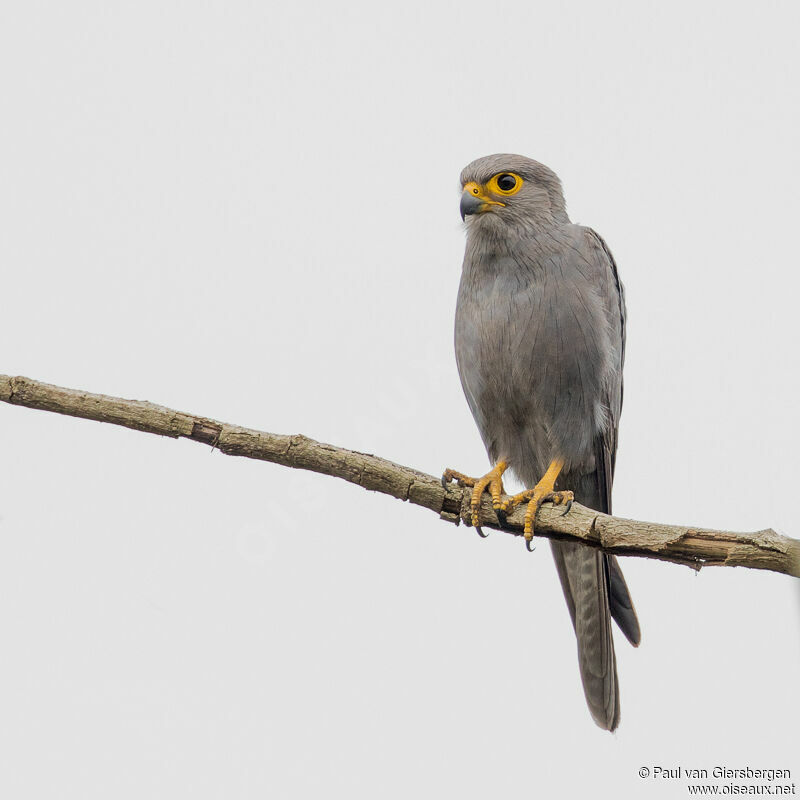 Grey Kestrel