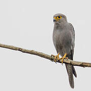 Grey Kestrel