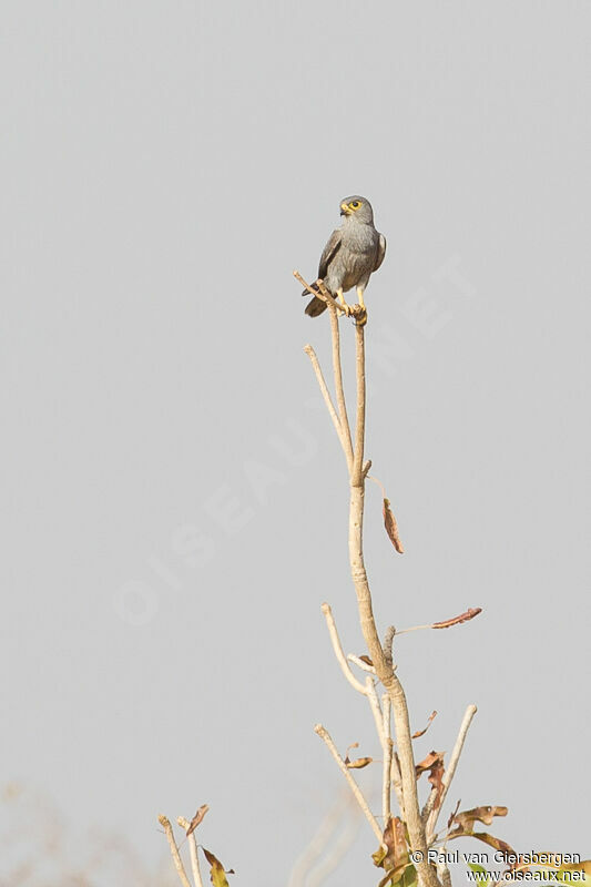 Grey Kestrel