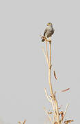 Grey Kestrel