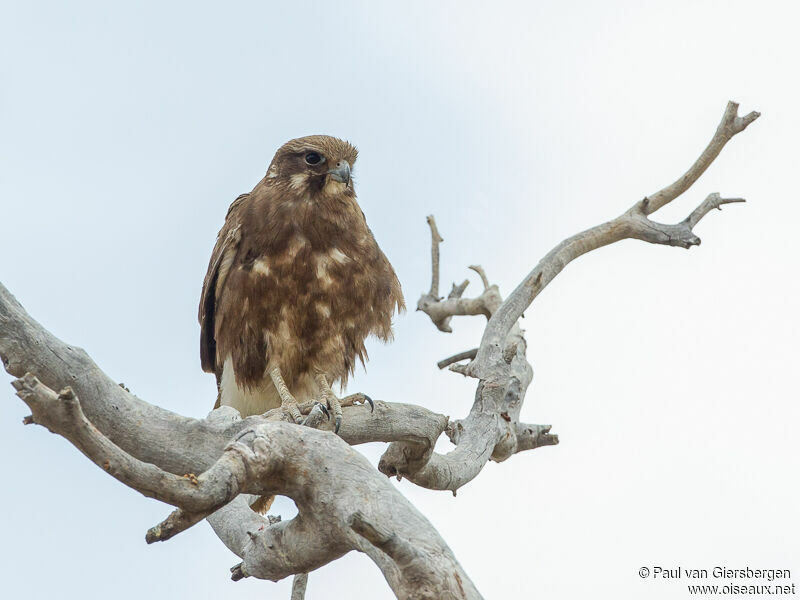 Brown Falcon