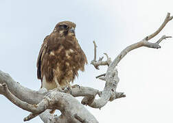 Brown Falcon