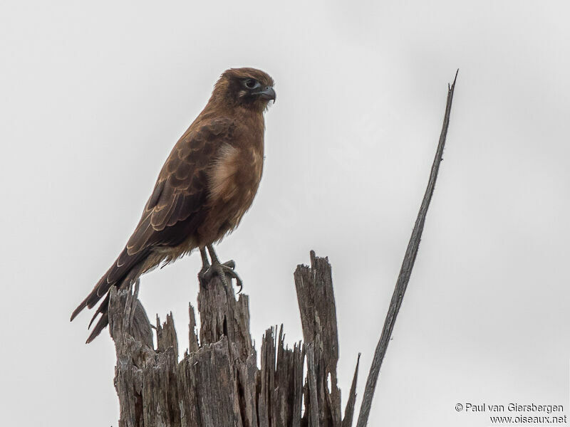 Brown Falcon