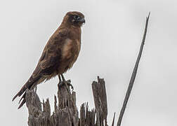 Brown Falcon