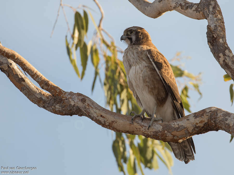 Brown Falconadult, identification