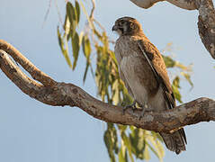 Brown Falcon