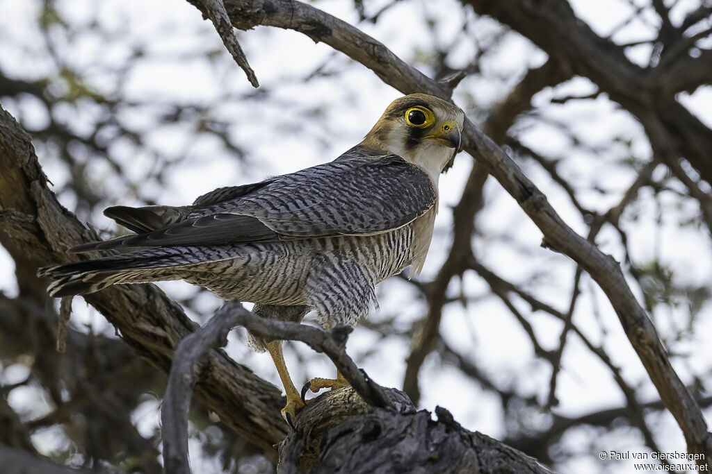 Red-necked Falconadult