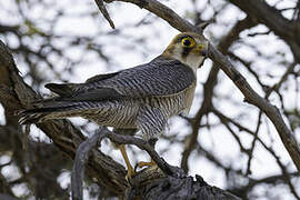 Red-necked Falcon