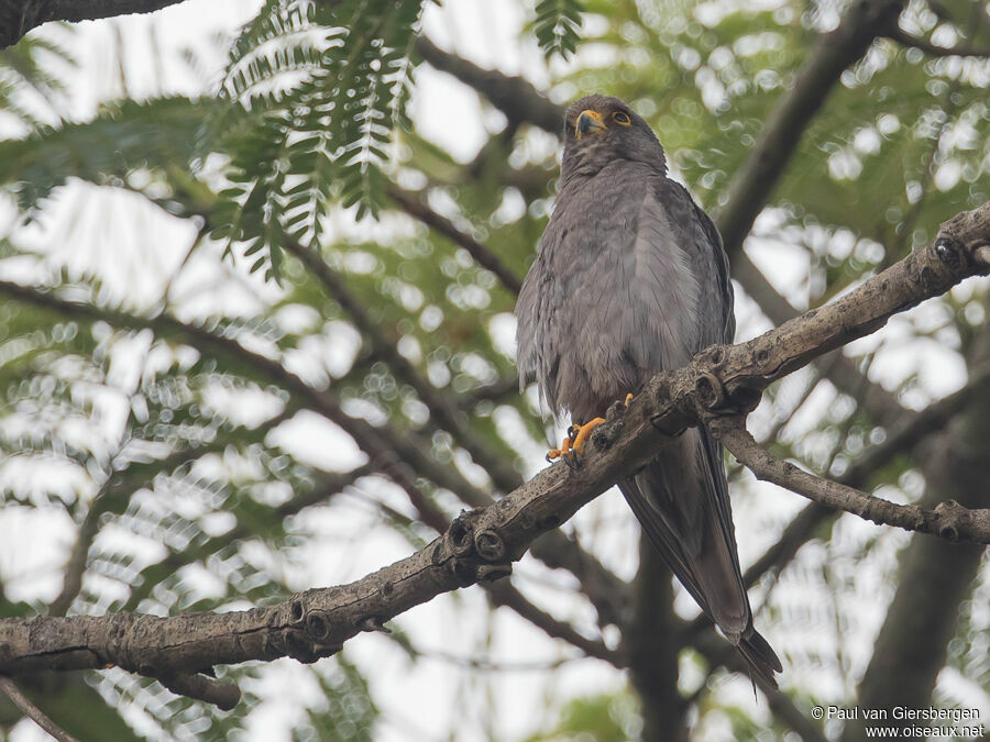 Sooty Falconadult