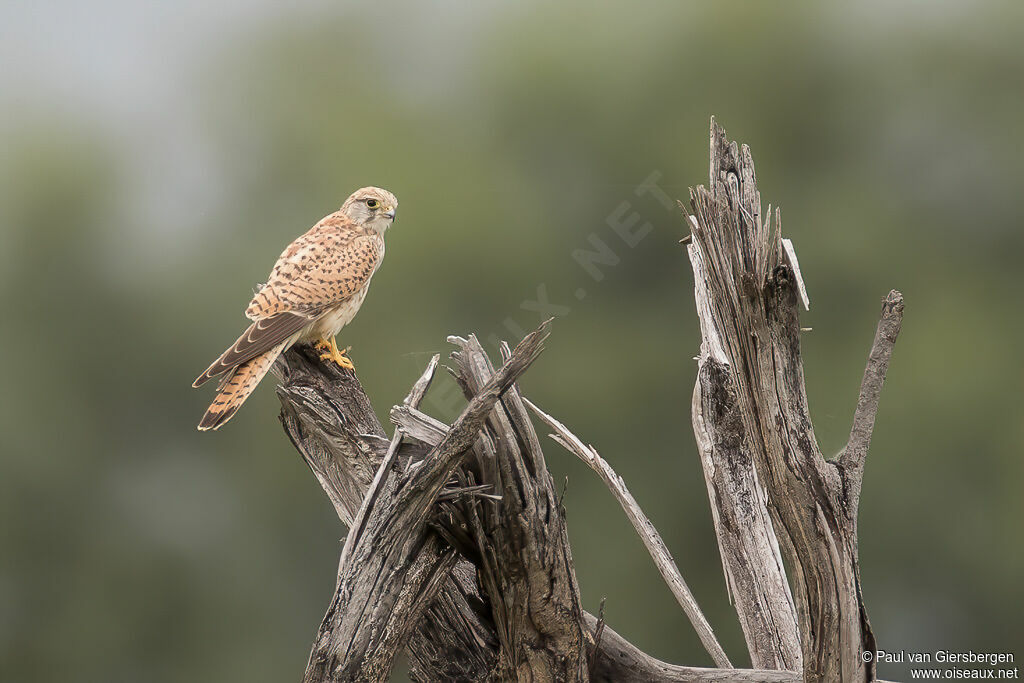 Common Kestrel female adult