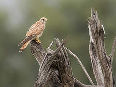 Common Kestrel