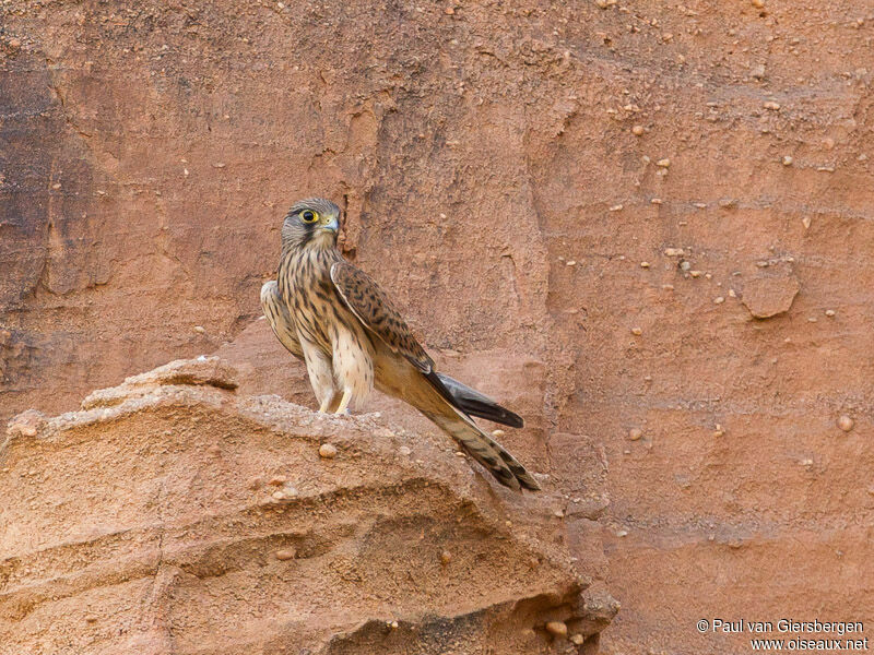 Common Kestrel