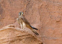 Common Kestrel