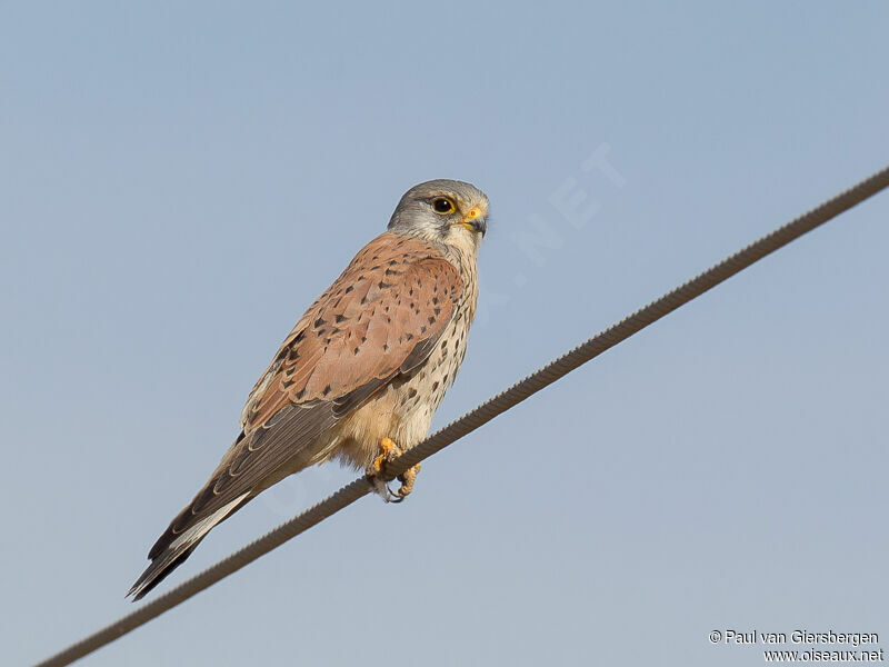 Common Kestrel