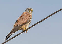 Common Kestrel