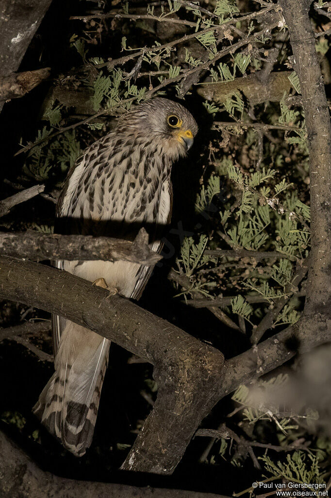 Lesser Kestrel female adult