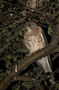 Lesser Kestrel
