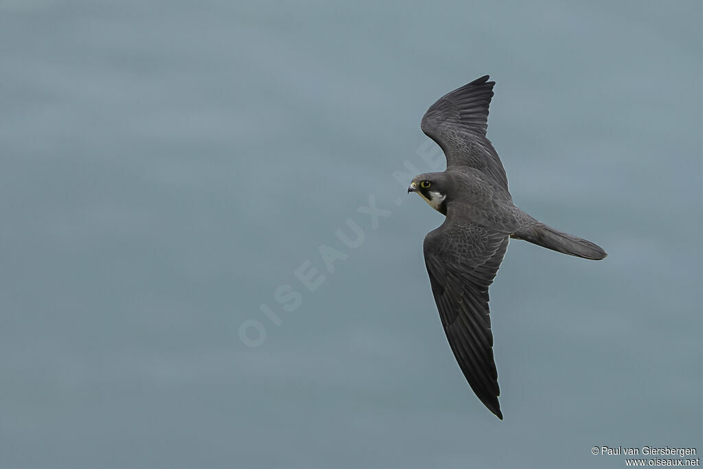 Eleonora's Falconadult