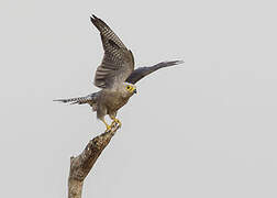 Dickinson's Kestrel