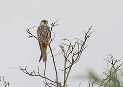 Amur Falcon