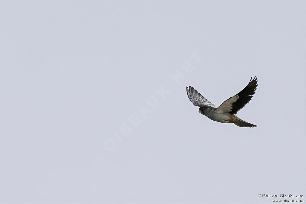 Amur Falconadult