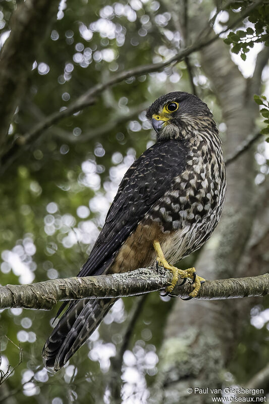 New Zealand Falconadult