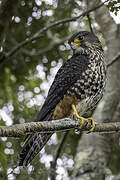 New Zealand Falcon