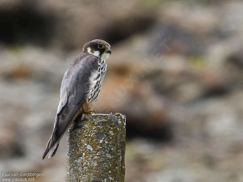 Faucon hobereauadulte, identification, Comportement