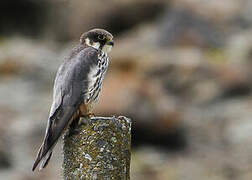 Eurasian Hobby