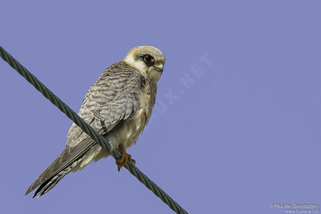 Red-footed Falcon female adult