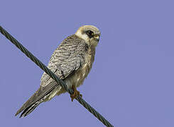 Red-footed Falcon