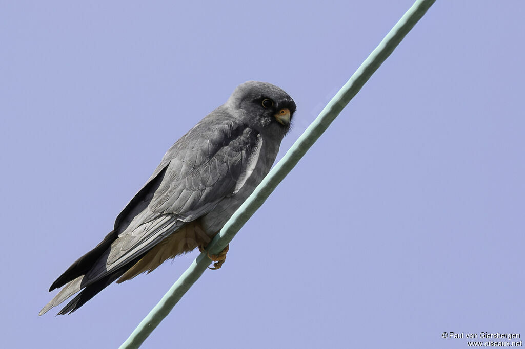 Red-footed Falcon male adult