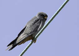 Red-footed Falcon