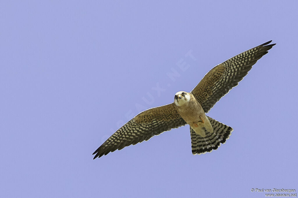 Red-footed Falcon female adult