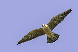 Red-footed Falcon