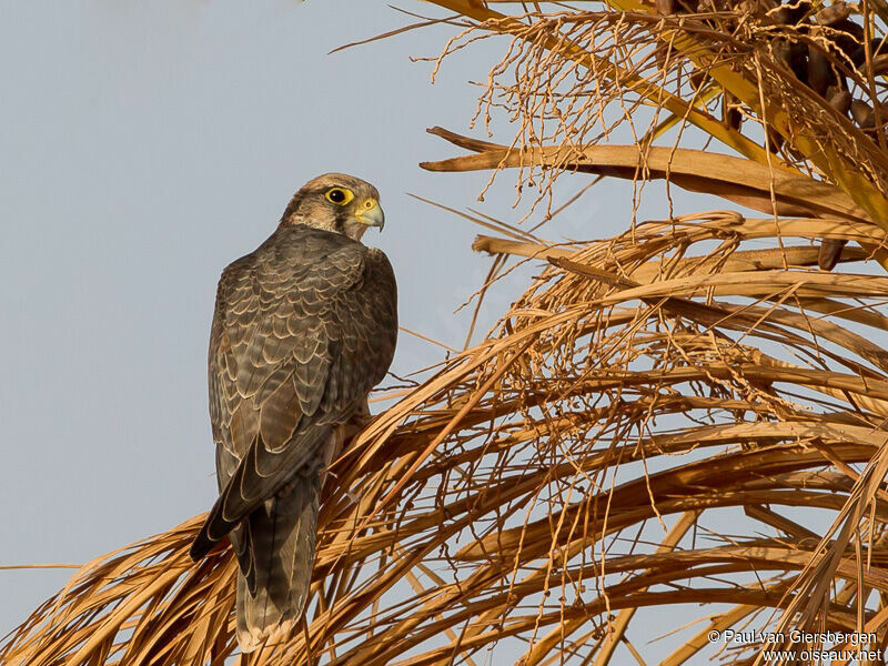 Lanner Falcon