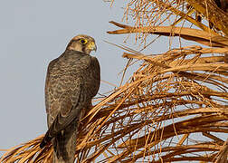 Lanner Falcon