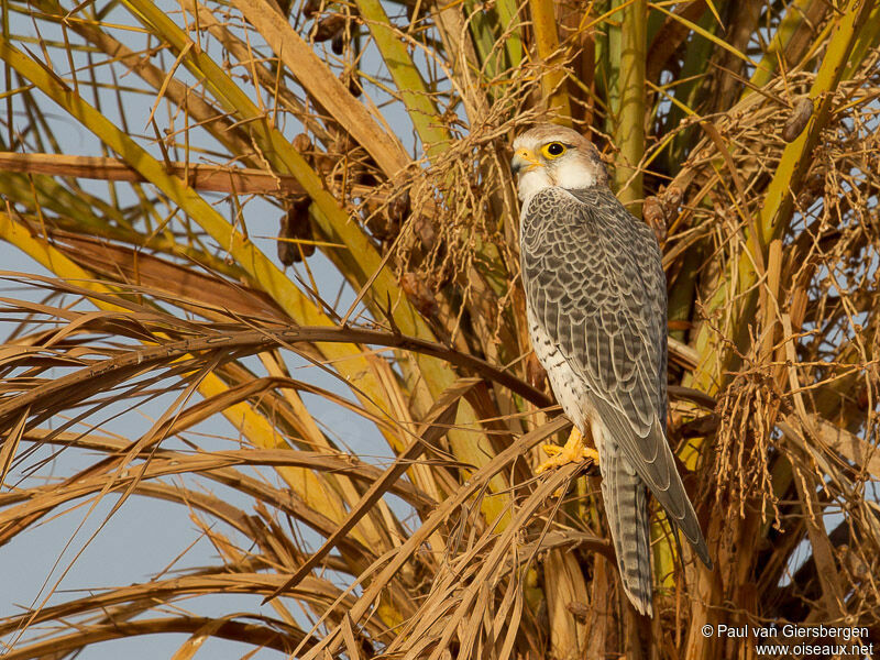 Lanner Falcon