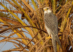 Lanner Falcon