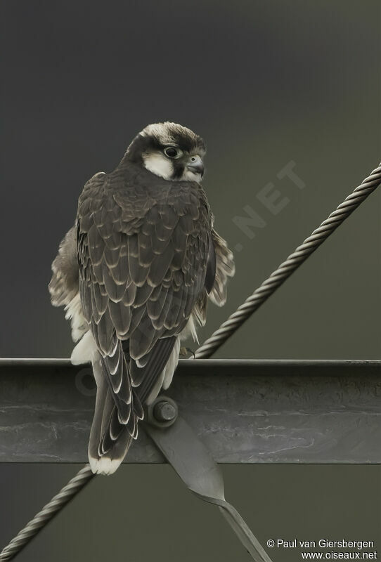 Lanner Falconadult