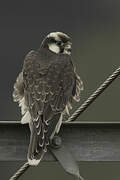 Lanner Falcon