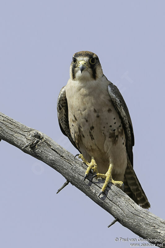 Lanner Falconadult