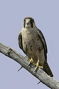 Lanner Falcon