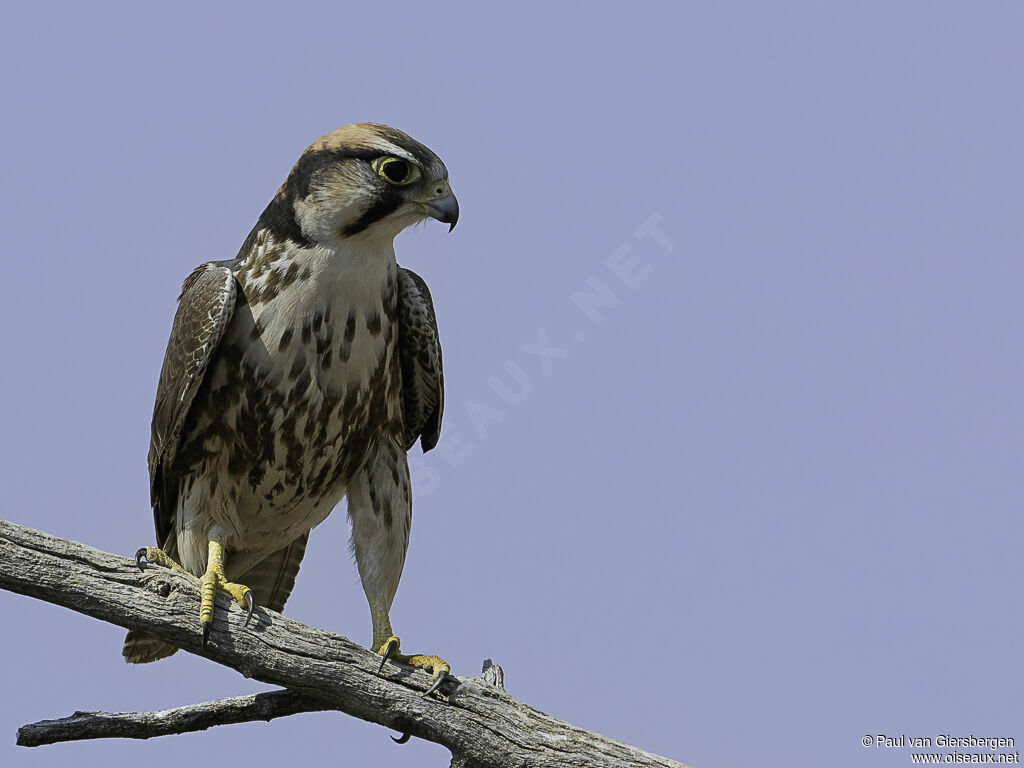 Lanner Falconimmature